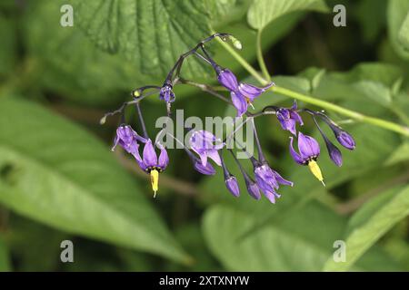 Bittersweet nightshade (Solanum dulcamara), Bitter nightshade, Blue bindweed, Purple flower, Woody nightshade in flower, Wilnsdorf, North Rhine-Westph Stock Photo