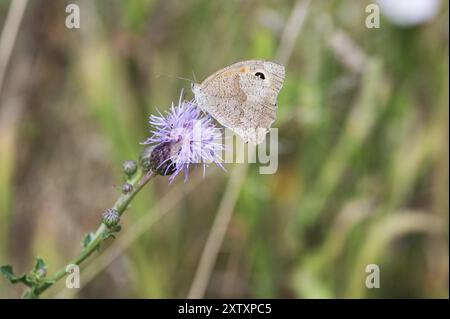 Meadow Brown (Maniola jurtina) on a flower of Spear Thistle (Cirsium vulgare), Bavaria, Germany, Europe Stock Photo