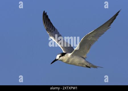 Sandwich tern (Sterna sandvicensis), Bowman's Beach, Sanibel Island, Florida, USA, North America Stock Photo