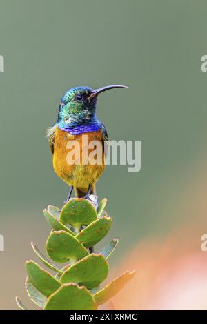 Orange-breasted sunbird (Anthobaphes violacea), Nectarinia violacea, Orange-breasted Sunbird, Souimanga orange, Suimanga pechinaranja, Harold Porter Stock Photo