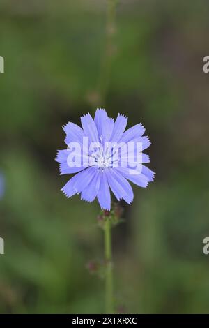 Common chicory Common chicory (Cichorium intybus), single flower, blue flower, Westerwald, Rhineland-Palatinate, Germany, Europe Stock Photo