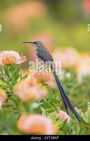 Cape sugarbird (Promerops cafer), Harold Porter National Botanical Gardens, Betty's Bay, Western Cape, South Africa, Africa Stock Photo