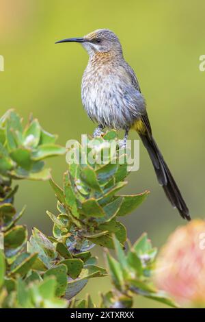 Cape sugarbird (Promerops cafer), Harold Porter National Botanical Gardens, Betty's Bay, Western Cape, South Africa, Africa Stock Photo