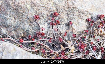 A beautiful burgundy-red rose-shaped leaves Sedum spurium on a rock in close-up Stock Photo