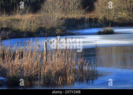 Frozen pond at Durham Wildlife trust's Low barns nature reserve, County Durham. UK Stock Photo