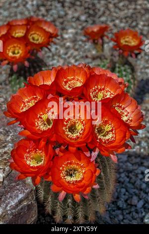 Magnificent Scarlet Cereus Cactus in Bloom - Tricocereus sp. Stock Photo