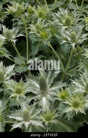 Herbaceous Perennial Thistle - Eryngium giganteum, with the common name Miss Willmott's ghost, Apiaceae family, Stock Photo