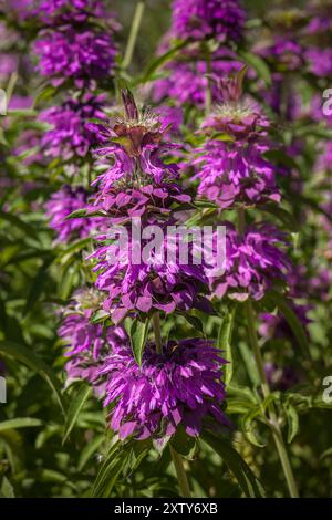 Lemon Bee Balm - Monarda is a genus of flowering plants in the mint family, Lamiaceae. The genus is endemic to North America. Stock Photo