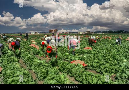 Migrant Laborers Picking Lettuce, San Joaquin Valley, California Stock Photo