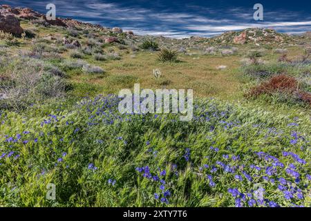 Common phacelia, Phacelia distans, Anza Borrego SP - California Stock Photo