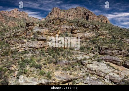 Cactus and Rhyolite/Gneiss Cliff, Sabino Canyon, Tucson, AZ Stock Photo