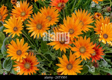 Trailing Arctotis Flowers, Arctotis acaulis, Family Asteraceae Stock Photo