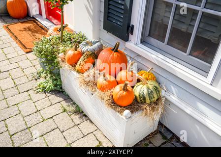 Big pumpkins on hay in a white wooden plant pot by the front door of a house on a sunny autumn day. Halloween and Thenksgiving decorations. Stock Photo