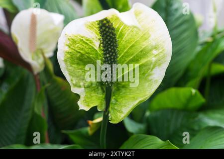 pot fiddle leaf fig Fiddle Leaf Fig: Popular Plant with Large Rounded Leaves - Ficus Tree –  Altman Plants