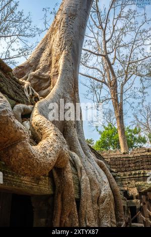 Huge roots covering the Ta Prohm (Tomb raider) temple, Cambodia Stock Photo