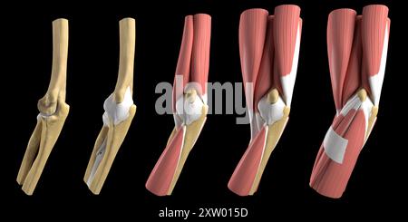 Illustration of the different anatomical layers of the human elbow, medial view (side closest to the body). Stock Photo