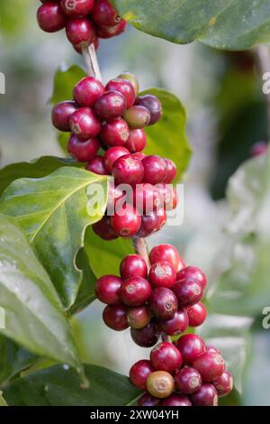 Arabicas coffee beans ripening on tree in North of thailand Stock Photo