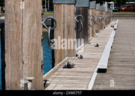 Wooden posts, iron rings and resting pigeons on Steampacket Pier - Geelong, Victoria, Australia Stock Photo