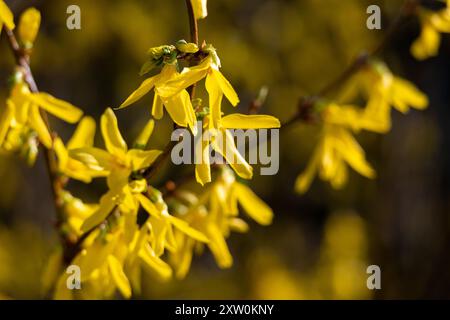 Yellow flowers of forsythia in spring Stock Photo