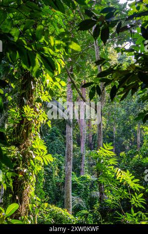 A view of different types of trees in The Penang Botanic Gardens, Pulau Pinang, Malaysia Stock Photo