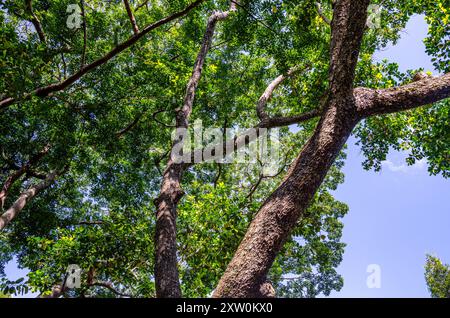 Looking up at tree branches and leaves with blue sky at he Penang Botanic Gardens, Pulau Pinang, Malaysia Stock Photo