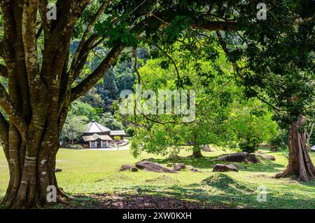 A view past a large tree in The Penang Botanic Gardens, Pulau Pinang, Malaysia Stock Photo