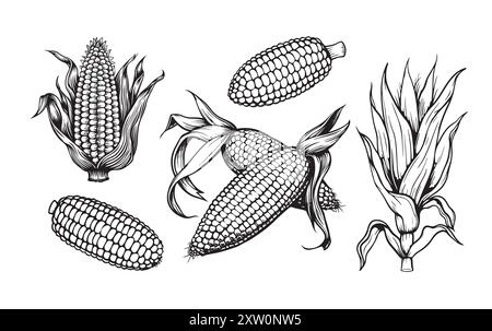 Drawing corn plant, cob, grains, detailed liner drawing, sketch, packaging design element, labels, menu, isolated vector object of a botanical illustr Stock Vector