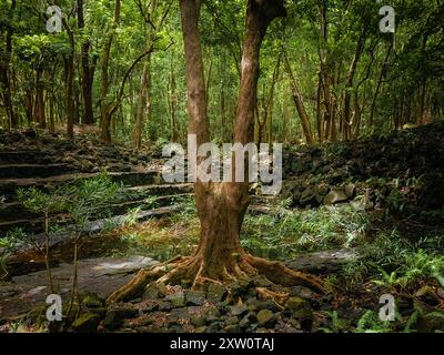 A majestic tree stands at the center of an ancient, mystical forest, its roots sprawling across a rocky landscape. The dense foliage and dappled sunli Stock Photo