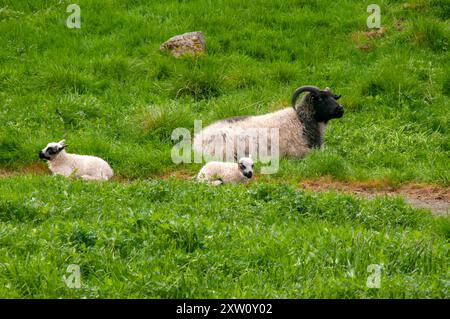 Reykjavik Iceland, black headed ewe with twin lambs in field Stock Photo