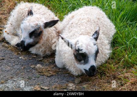 Reykjavik Iceland, twin lambs sitting near pavement Stock Photo