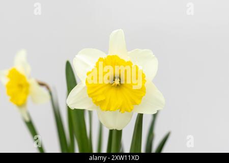 Large flowers and buds of daffodils with white petals and green leaves on white isolated background Stock Photo