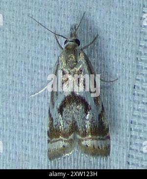 Elegant Grass-veneer (Microcrambus elegans) Insecta Stock Photo