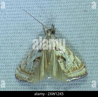 Elegant Grass-veneer (Microcrambus elegans) Insecta Stock Photo