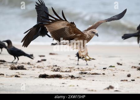 Brahminy kite (Haliastur indus) or red-backed sea-eagle flying image, Thottappally beach, Alapuzha, Kerala Stock Photo
