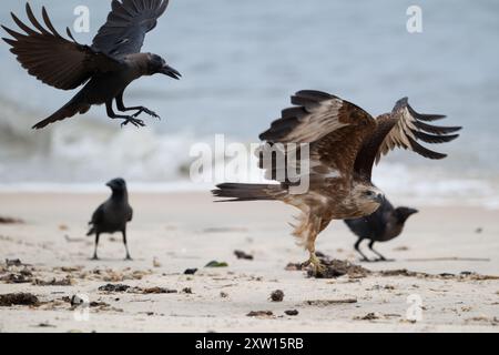 Brahminy kite (Haliastur indus), red-backed sea-eagle at Thottappally beach, Alleppey Stock Photo