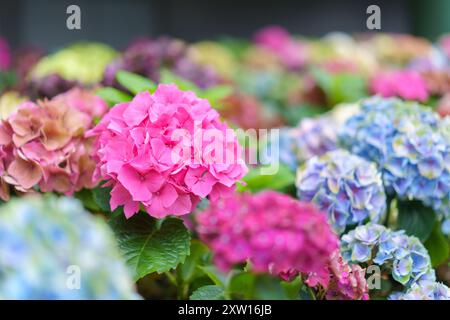 Hydrangea macrophylla bright pink flower head closeup. Hortensia purple flower. French hydrangea blooming plant. Stock Photo