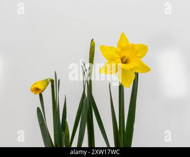 Yellow daffodils Jonquil blossoming in spring on white background Stock Photo