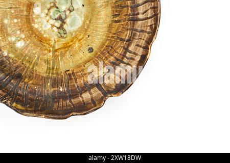 Handmade ceramic plate on white background Stock Photo