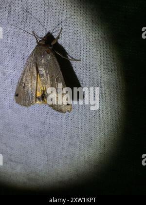 Yellow Underwings (Noctua) Insecta Stock Photo - Alamy