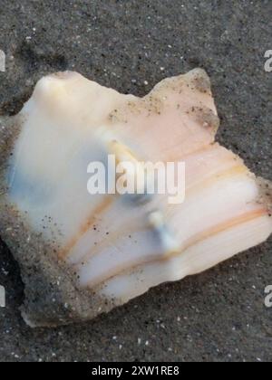 Knobbed Whelk (Busycon carica) Mollusca Stock Photo