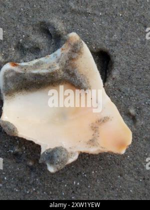 Knobbed Whelk (Busycon carica) Mollusca Stock Photo