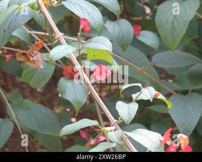 Chinese Hat Plant (Holmskioldia sanguinea) Plantae Stock Photo