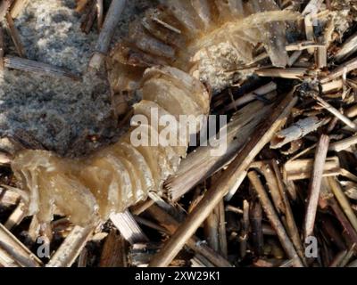 Knobbed Whelk (Busycon carica) Mollusca Stock Photo