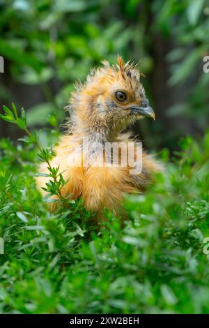 Orange Baby Silky Chicken. Side view of a silky chicken chick in the garden. Stock Photo
