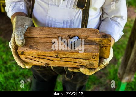 A "Wiedenloch" – an opening in the timber through which twisted wooden ropes (Wieden) were pulled as binding material – rests in gloved hands at the Monhardter Wasserstube near Altensteig, Baden-Württemberg, Germany. It is a historical feature illustrating the use of raft timber and the joining technique of rafting. Rafting has been recognised as UNESCO intangible cultural heritage since 2022. Stock Photo