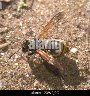 (Brachygastra lecheguana) Insecta Stock Photo Alamy