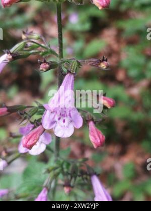 Lesser Calamint (Clinopodium nepeta) Plantae Stock Photo