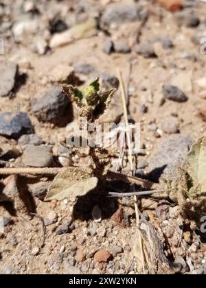 Trailing Windmills (Allionia incarnata) Plantae Stock Photo