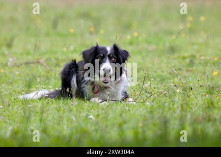 A beautiful Border Collie sheepdog holding a stick to be thrown looks at the viewer. Stock Photo