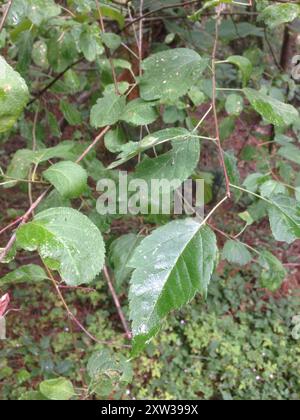 Pacific Crab Apple (Malus fusca) Plantae Stock Photo